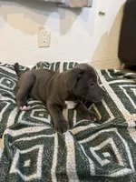 Grayish, a male American Bully for sale in Fort Lauderdale, FL – Photo 4 of 5