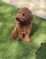 Sam, a male Poodle - Miniature  for sale in Bellevue, IA – 2 of 3
