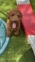 Sam, a male Poodle - Miniature  for sale in Bellevue, IA – 3 of 3