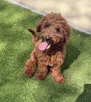 Sam, a male Poodle - Miniature  for sale in Bellevue, IA – 1 of 3