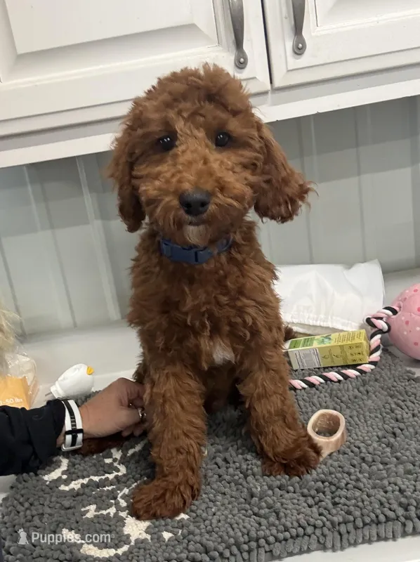 Sam – Poodle - Miniature  puppy for sale in Bellevue, IA