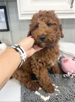 Sam, a male Poodle - Miniature  for sale in Bellevue, IA – Photo 2 of 2