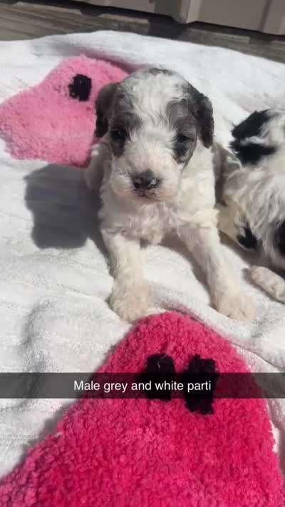 Tricolor parti boy , a male Poodle - Toy  for sale in Freeport, IL – 7 of 8
