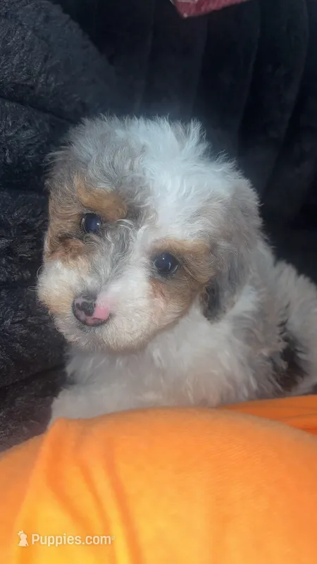 Tricolor Parti male – Poodle - Toy  puppy for sale in Freeport, IL