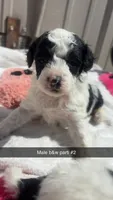 B&W male parti , a male Poodle - Toy  for sale in Freeport, IL – 1 of 3