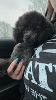 Leo-AKC, a male Poodle - Miniature  for sale in Freeport, IL – 3 of 5