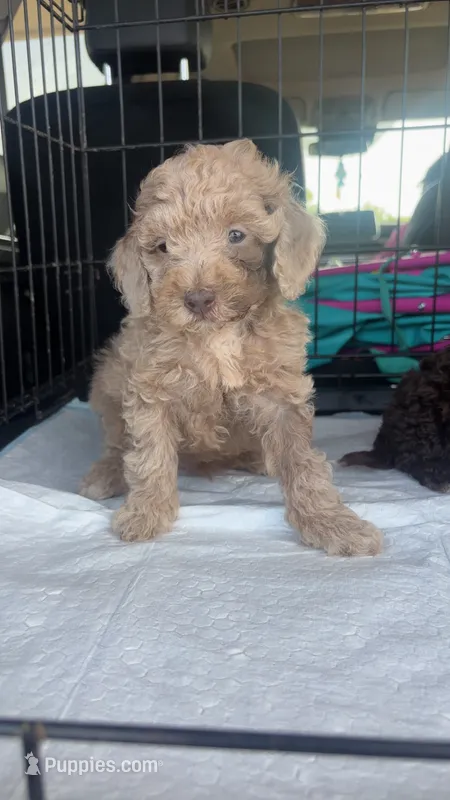 Corey – Poodle - Toy  puppy for sale in Freeport, IL