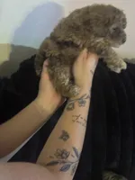 Tator , a male Poodle - Toy  for sale in Freeport, IL – 3 of 5