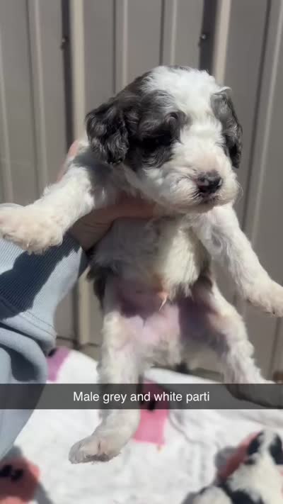 Tricolor parti boy , a male Poodle - Toy  for sale in Freeport, IL – 8 of 8