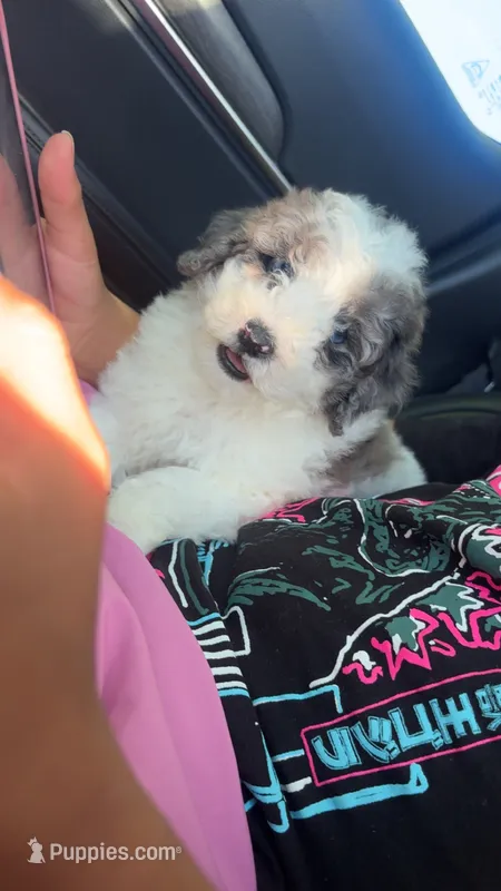 parti boy  – Poodle - Toy  puppy for sale in Freeport, IL