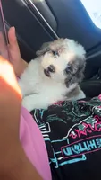 parti boy , a male Poodle - Toy  for sale in Freeport, IL – 1 of 5