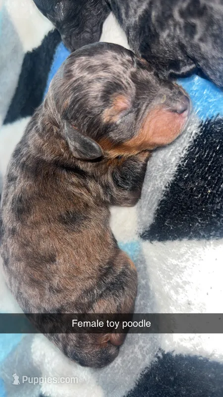 Brownie  – Poodle - Toy  puppy for sale in Freeport, IL