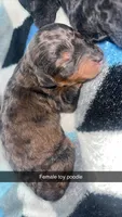 Brownie , a female Poodle - Toy  for sale in Freeport, IL – 1 of 3