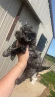Blue, a male Poodle - Toy  for sale in Freeport, IL – 3 of 3