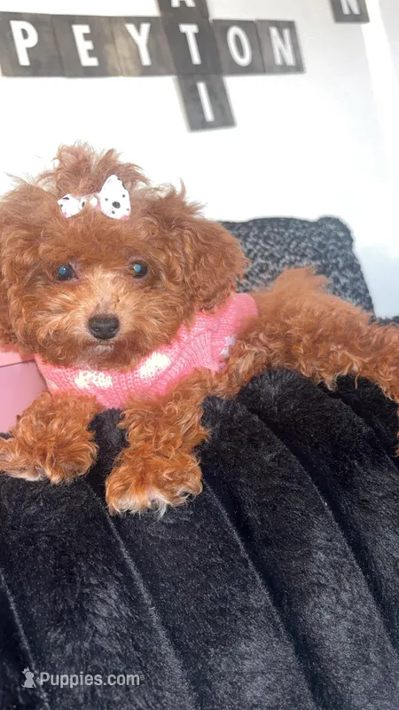 Cinnamon  – Poodle - Toy  puppy for sale in Freeport, IL