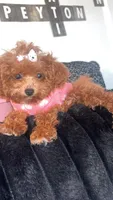 Cinnamon , a female Poodle - Toy  for sale in Freeport, IL – Photo 3 of 3