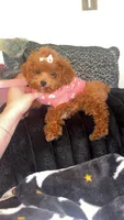 Cinnamon , a female Poodle - Toy  for sale in Freeport, IL – Photo 2 of 3