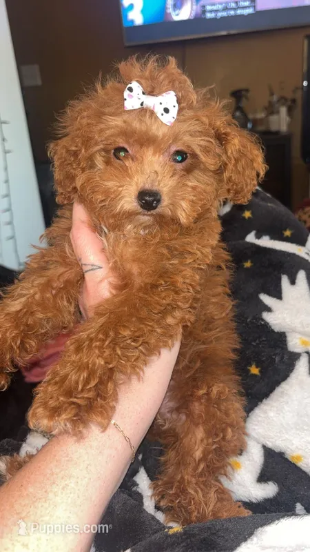 Cinnamon  – Poodle - Toy  puppy for sale in Freeport, IL