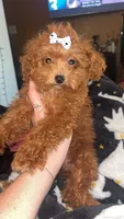 Cinnamon , a female Poodle - Toy  for sale in Freeport, IL – Photo 1 of 3