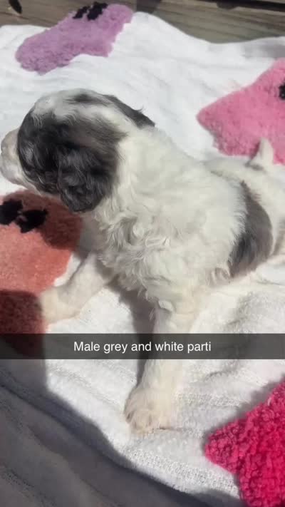 Tricolor parti boy , a male Poodle - Toy  for sale in Freeport, IL – 6 of 8