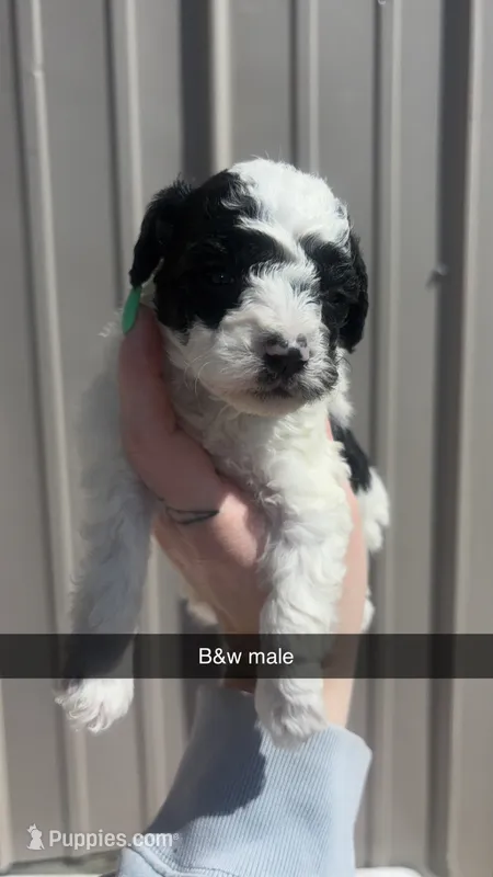 Black and white male – Poodle - Toy  puppy for sale in Freeport, IL