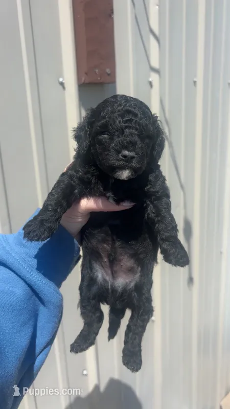 Knight – Poodle - Toy  puppy for sale in Freeport, IL