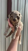 Corey, a male Poodle - Toy  for sale in Freeport, IL – 1 of 1