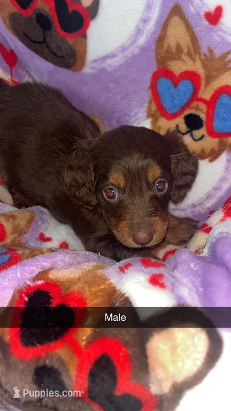 Charlie – Miniature Dachshund puppy on hold in Freeport, IL