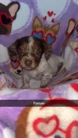Stella, a female Miniature Dachshund for sale in Freeport, IL – Photo 1 of 4