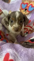 Stella, a female Miniature Dachshund for sale in Freeport, IL – Photo 2 of 4