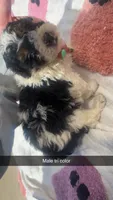 Tricolor male BRUNO, a male Poodle - Toy  for sale in Freeport, IL – 4 of 7