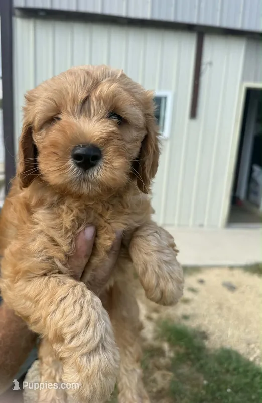 Garth – Miniature Goldendoodle puppy for sale in Freeport, IL