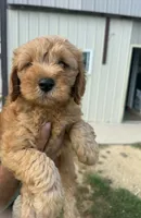 Garth, a male Miniature Goldendoodle for sale in Freeport, IL – 1 of 2