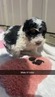 Tricolor male BRUNO, a male Poodle - Toy  for sale in Freeport, IL – 3 of 7