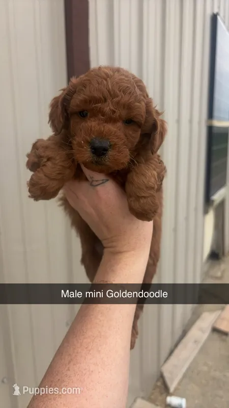Frankie – Miniature Goldendoodle puppy for sale in Freeport, IL