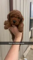 Frankie, a male Miniature Goldendoodle for sale in Freeport, IL – 1 of 1
