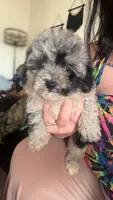 Cora, a female Poodle - Toy  for sale in Freeport, IL – 1 of 4