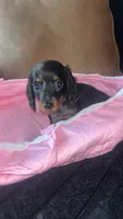 Winnie, a female Miniature Dachshund for sale in Freeport, IL – Photo 3 of 5