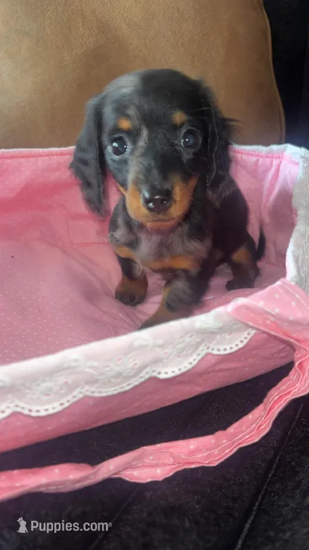 Winnie, a female Miniature Dachshund for sale in Freeport, IL – Photo 1 of 5