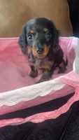 Winnie, a female Miniature Dachshund for sale in Freeport, IL – Photo 1 of 5