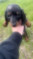 Winnie, a female Miniature Dachshund for sale in Freeport, IL – Photo 5 of 5