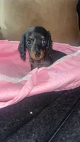 Winnie, a female Miniature Dachshund for sale in Freeport, IL – Photo 4 of 5