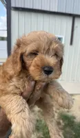 Garth, a male Miniature Goldendoodle for sale in Freeport, IL – 2 of 2