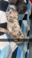Corey, a male Poodle - Toy  for sale in Freeport, IL – 2 of 3