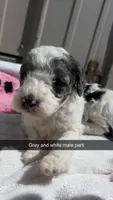 Tricolor parti boy , a male Poodle - Toy  for sale in Freeport, IL – 5 of 8