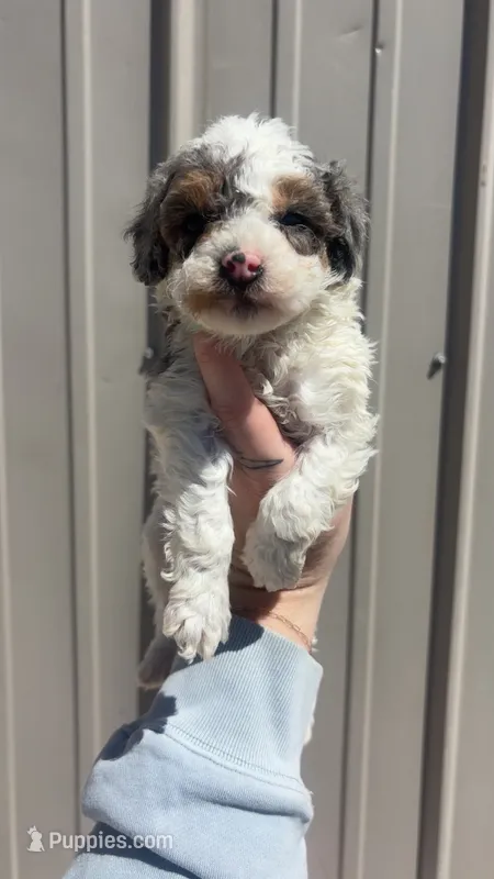 Tricolor Parti male – Poodle - Toy  puppy for sale in Freeport, IL