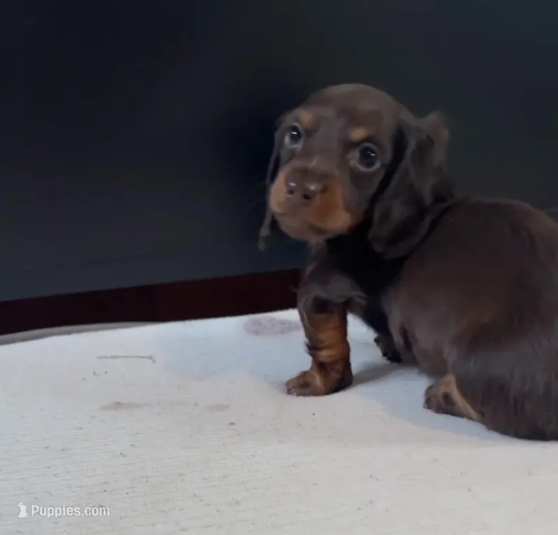 Suzie, a female Miniature Dachshund for sale in Freeport, IL – Photo 1 of 2