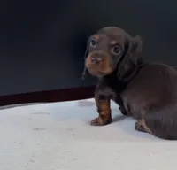 Suzie, a female Miniature Dachshund for sale in Freeport, IL – Photo 1 of 2
