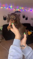 Suzie, a female Miniature Dachshund for sale in Freeport, IL – Photo 2 of 2