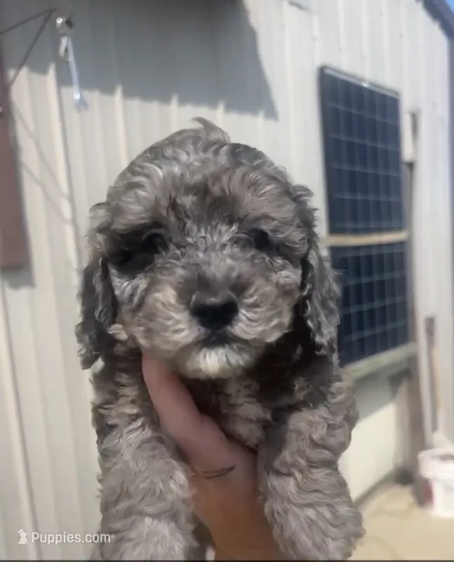 Blue – Poodle - Toy  puppy for sale in Freeport, IL